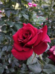 Red Roses Texas Best Roses To Plant In Texas: Top Heat-Tolerant Varieties For Your Garden
