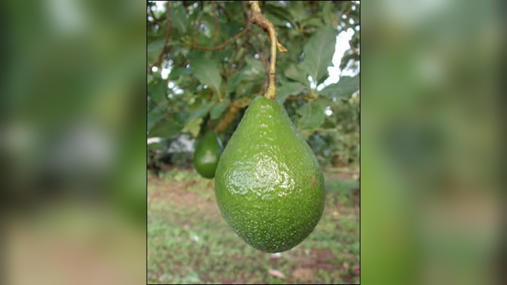 Best Avocado Tree to Grow in Central Florida: Top Varieties Revealed