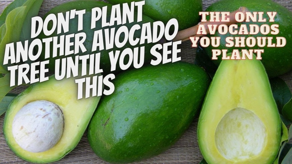 best avocados to grow in florida