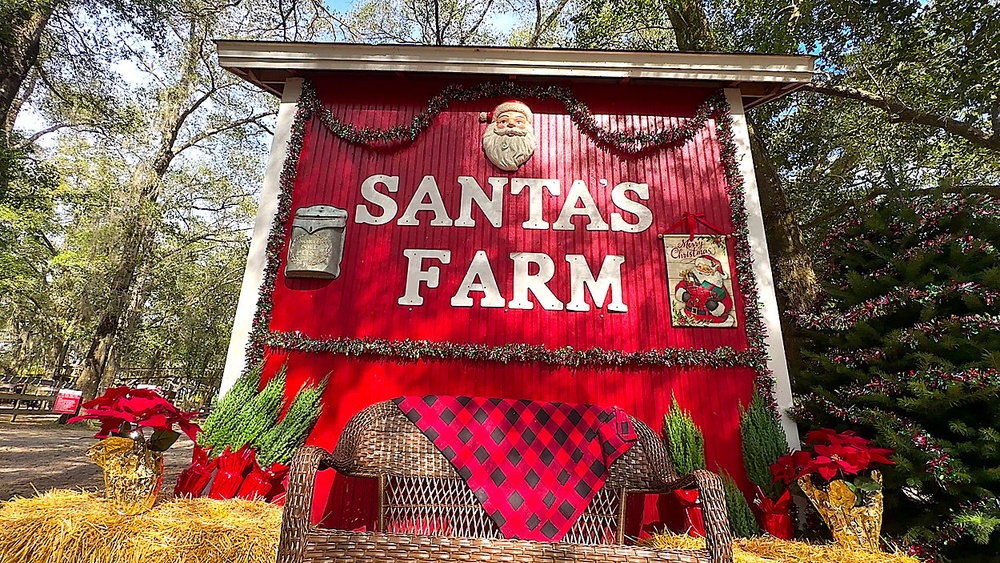 Best Christmas Trees to Grow in Florida: Top Picks for 2025