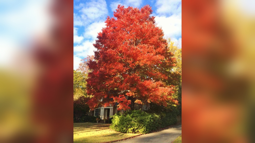 best fast growing florida tree