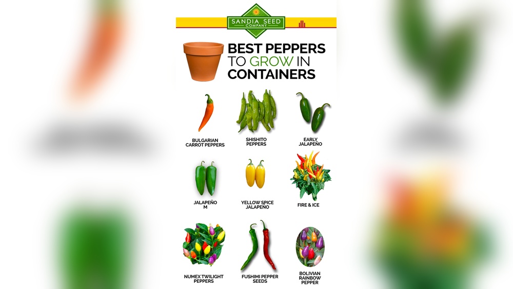 Best Peppers to Grow in Florida: Top Varieties for Success