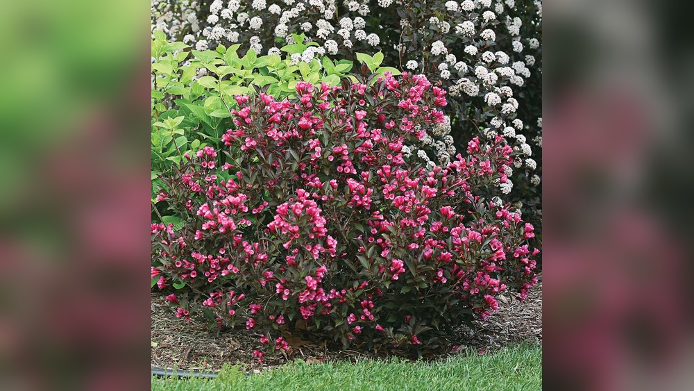 Best Roses to Grow in North Florida: Top Stunning Varieties Revealed