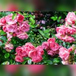 best roses to grow in south florida