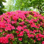 best shrubs to grow in florida
