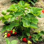 best strawberries to grow in central florida
