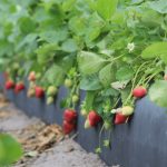 best strawberries to grow in florida