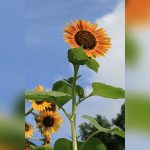 best sunflowers to grow in florida
