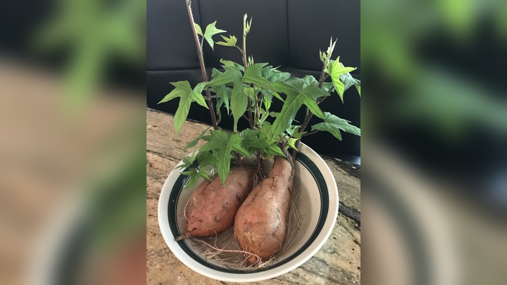 Best Sweet Potato to Grow in Florida: Top Varieties for Success