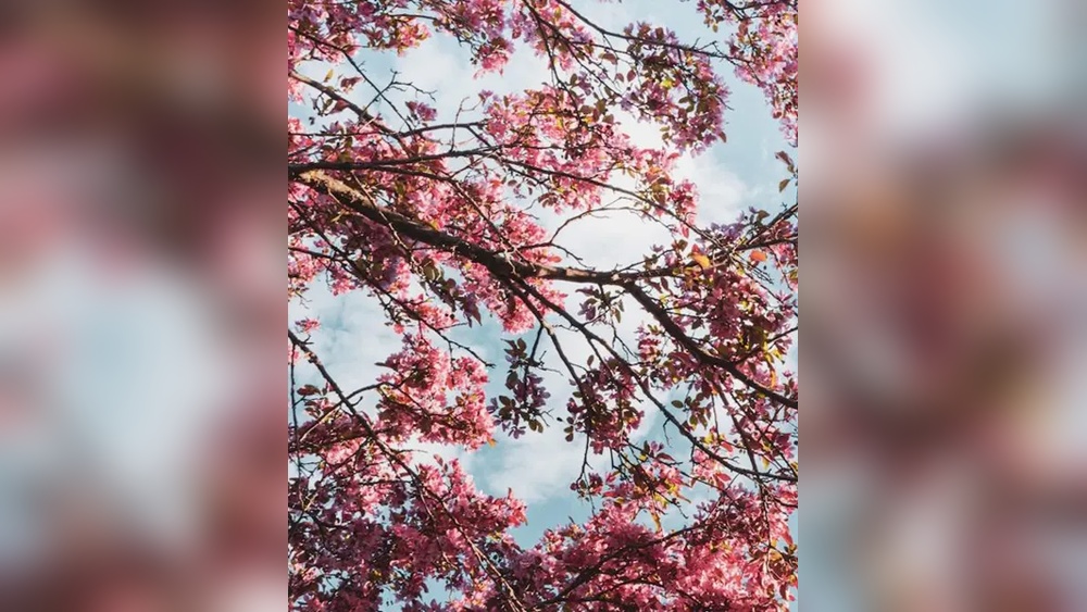 best time to plant trees in north