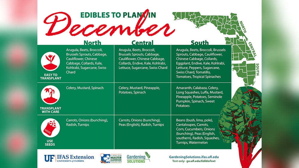 best vegetables and fruits to grow in florida