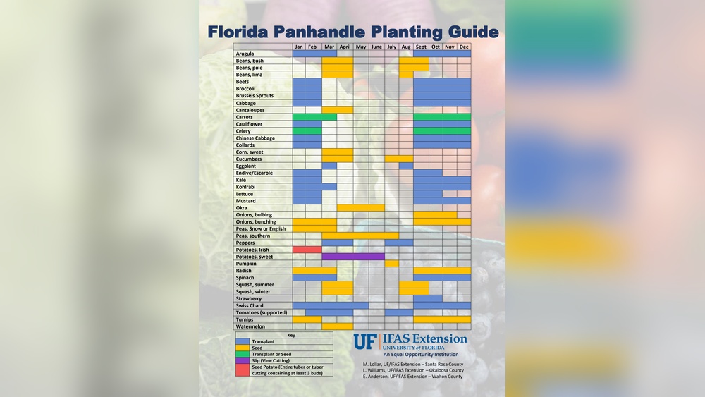 best vegetables to grow in florida panhandle
