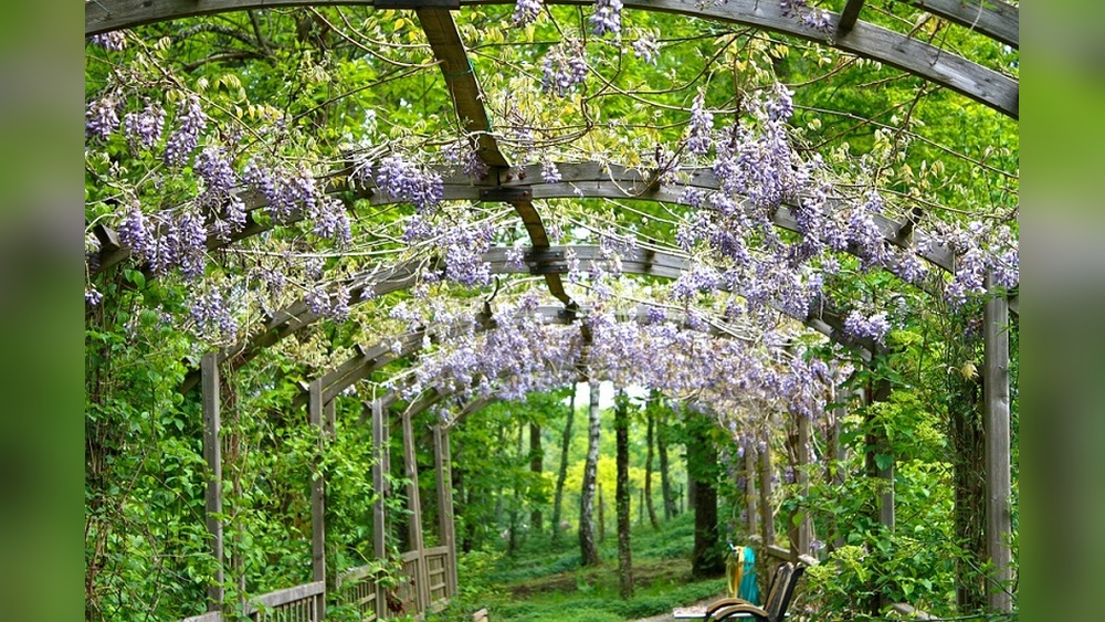 Best Vines to Grow in Florida: Top Hardy & Beautiful Choices