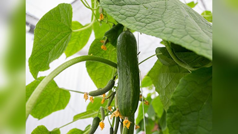 Cool Review About Growing Cucumbers In Florida