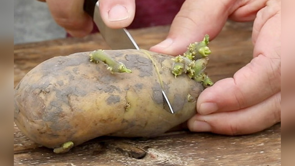 best way to grow potatoes in florida