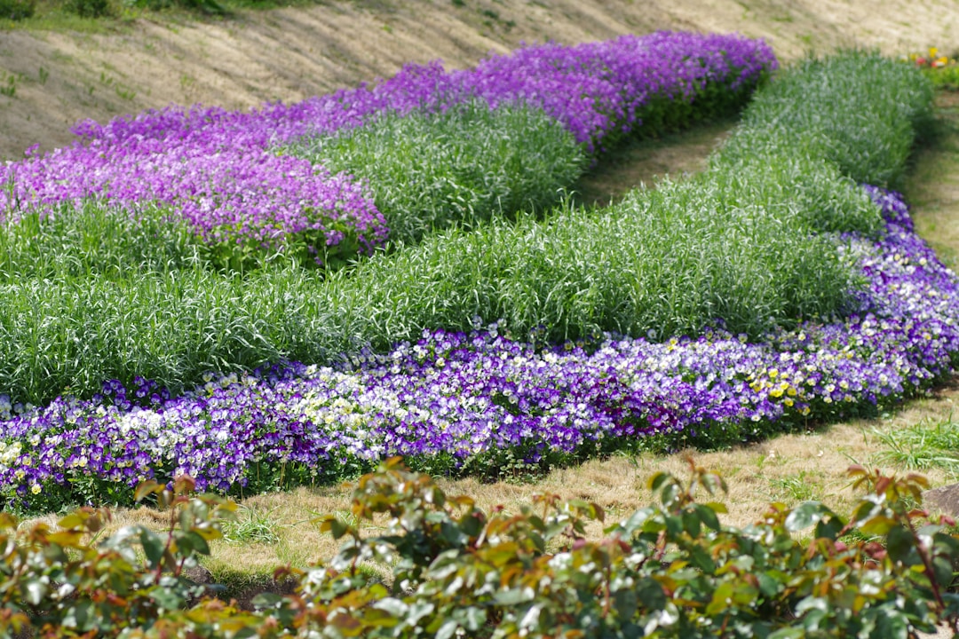 A garden bed features beautiful purple and green plants.