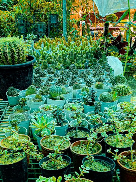 A bunch of plants that are in some pots