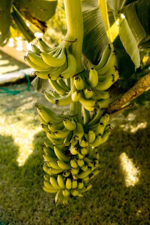 A bunch of bananas hanging from a tree