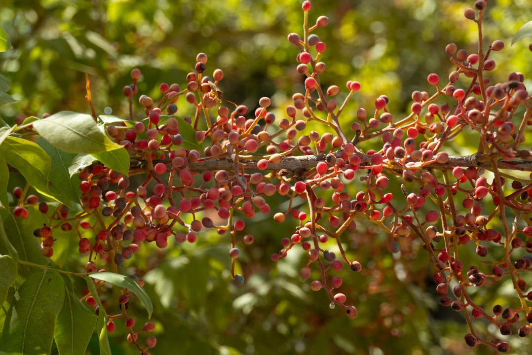 Red berries on a tree branch with green leaves.
