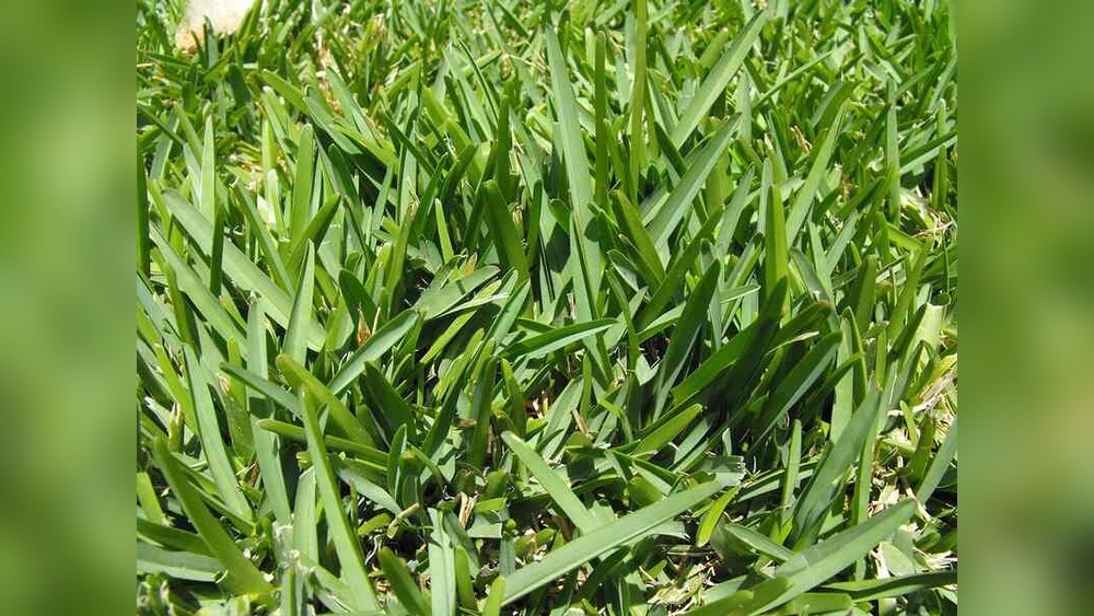 The Best Grass to Grow in Florida: Top Picks for a Lush Lawn