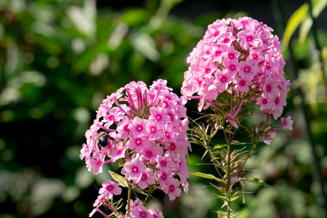 A close up of some pink flowers in a field