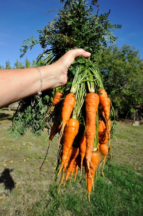 A person holding a bunch of carrots in their hand