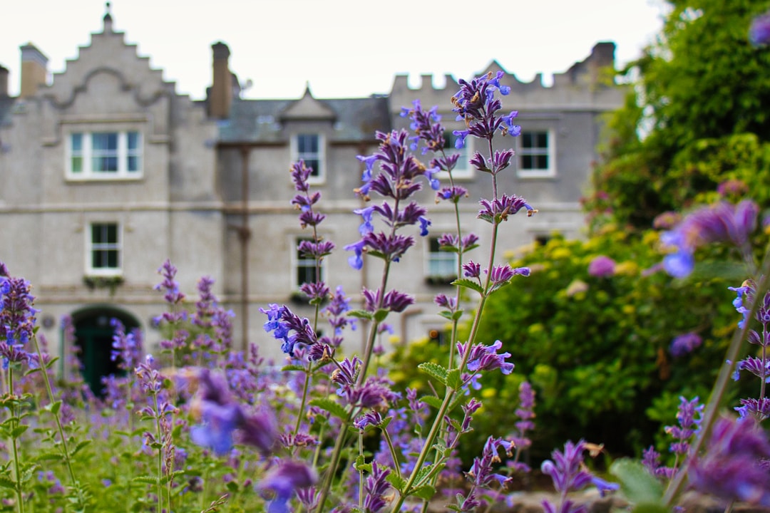 Purple flowers in front of a stone building.