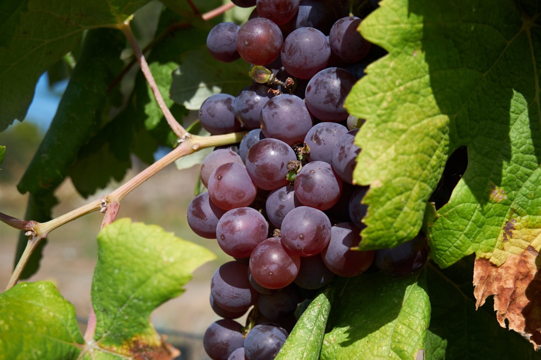 a bunch of grapes hanging from a vine
