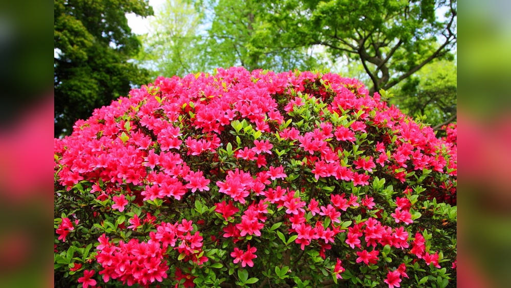 What Flowering Bushes Grow Best in Florida: Top Vibrant Picks