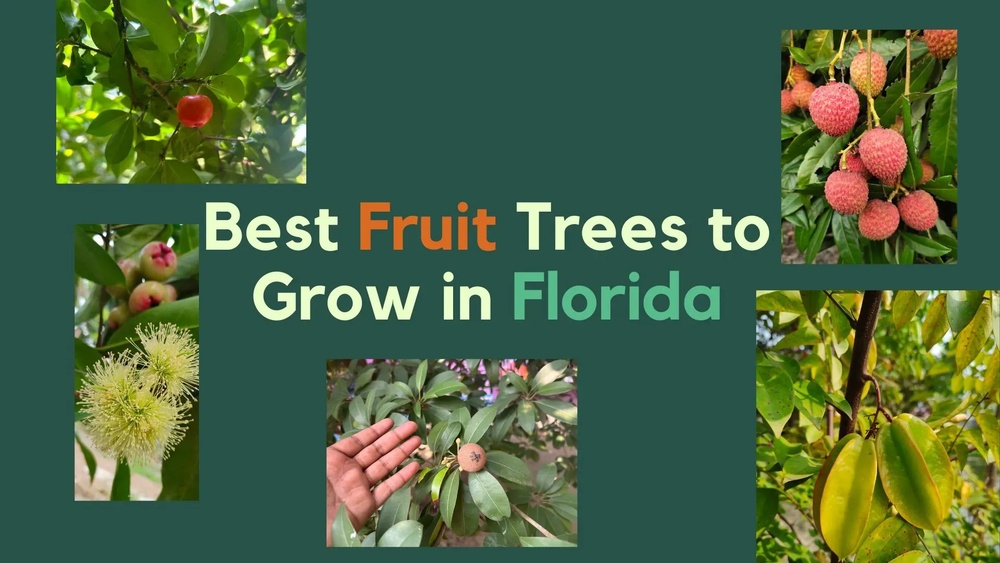 What Fruit Grows Best in Florida: Top Picks for Lush Yields