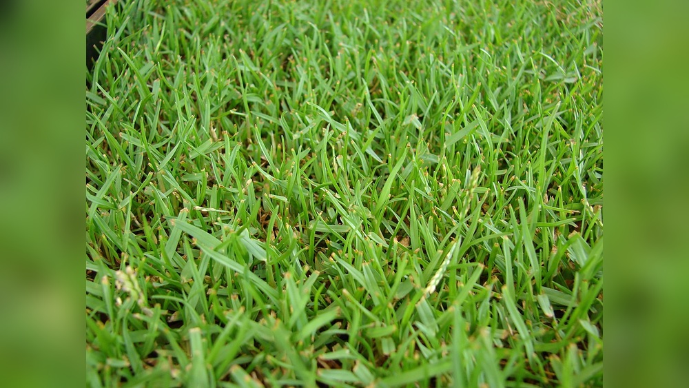 What Grass Grows Best in Shade in Florida: Top Shade-Tolerant Picks