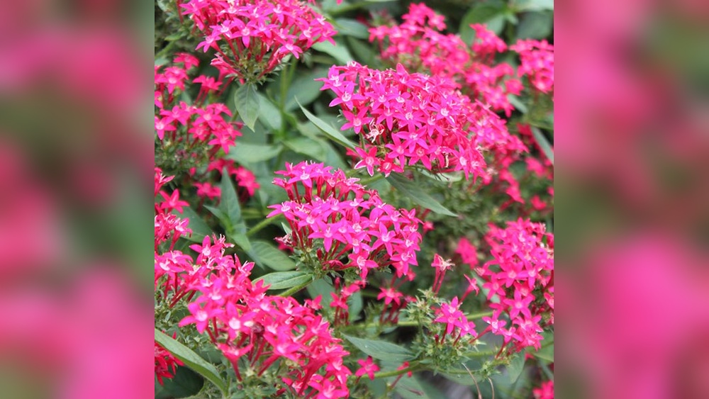 what perennials grow best in florida