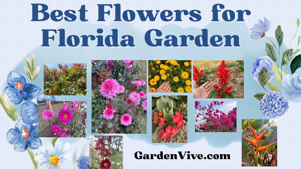 which flowers grow best in florida