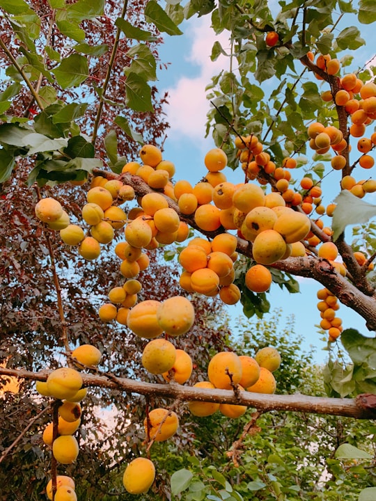 What Fruit Trees Grow Best in Northwest Florida: Top Heat-Tolerant Picks