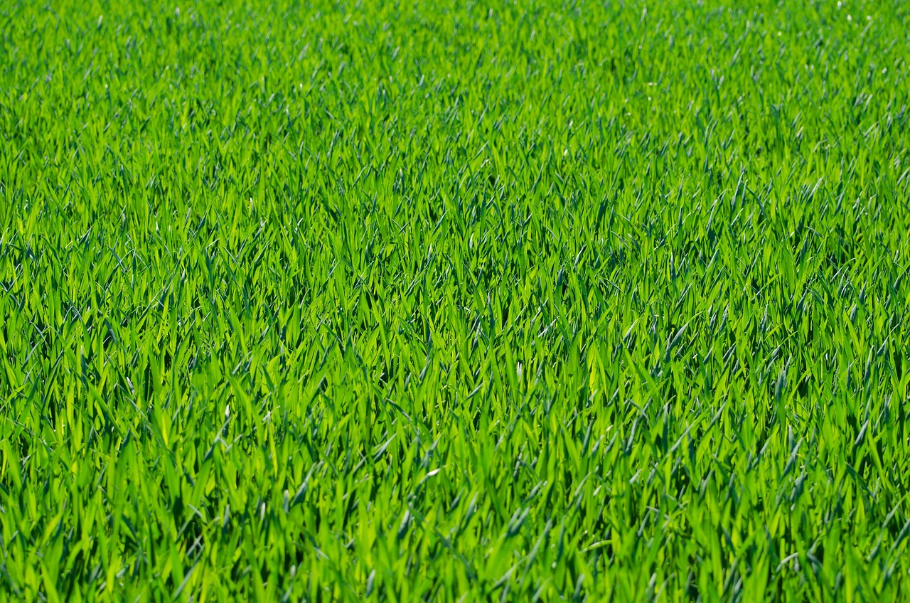 grass, lawn, grass blades, grassy, grassland, field, green, nature, greenery, grassy field, green grass, grass, grass, grass, grass, lawn, lawn, lawn, lawn, lawn, green, green