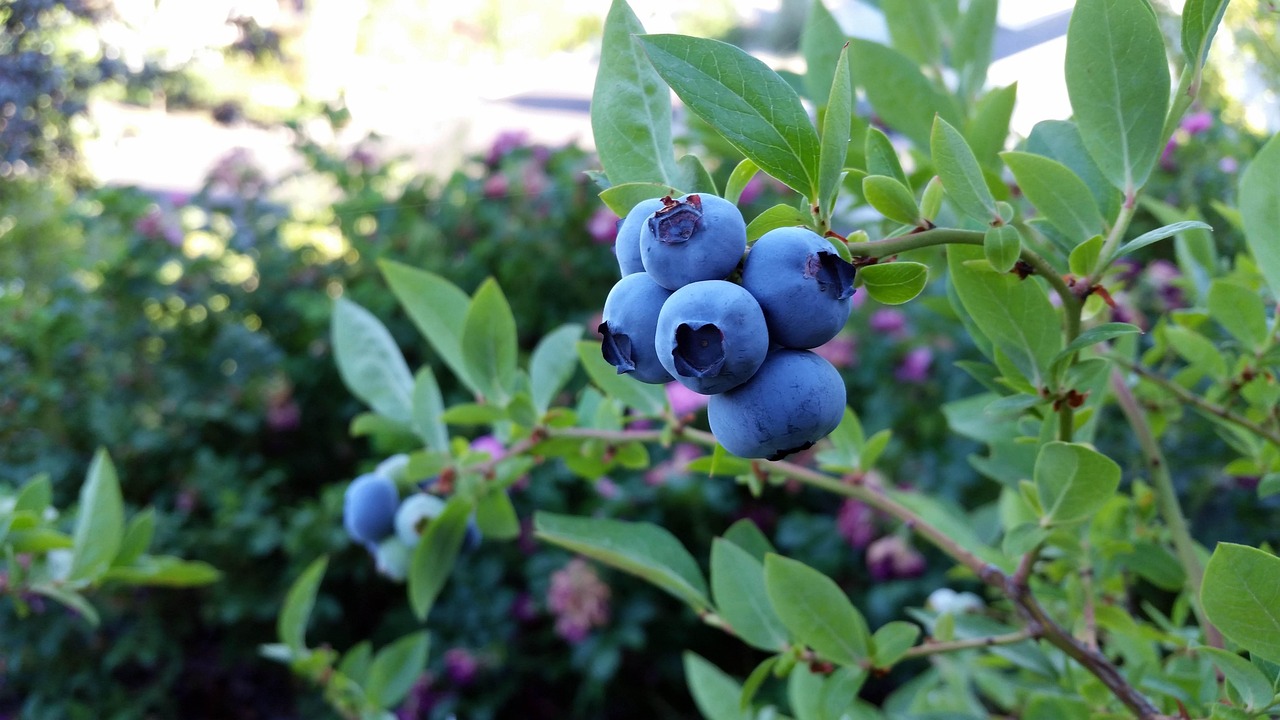 Best Fruits to Grow in North Florida: Top Picks for Thriving Gardens