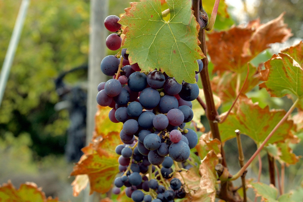 Best Grape to Grow in Florida Seeds: Top Muscadine Varieties Revealed