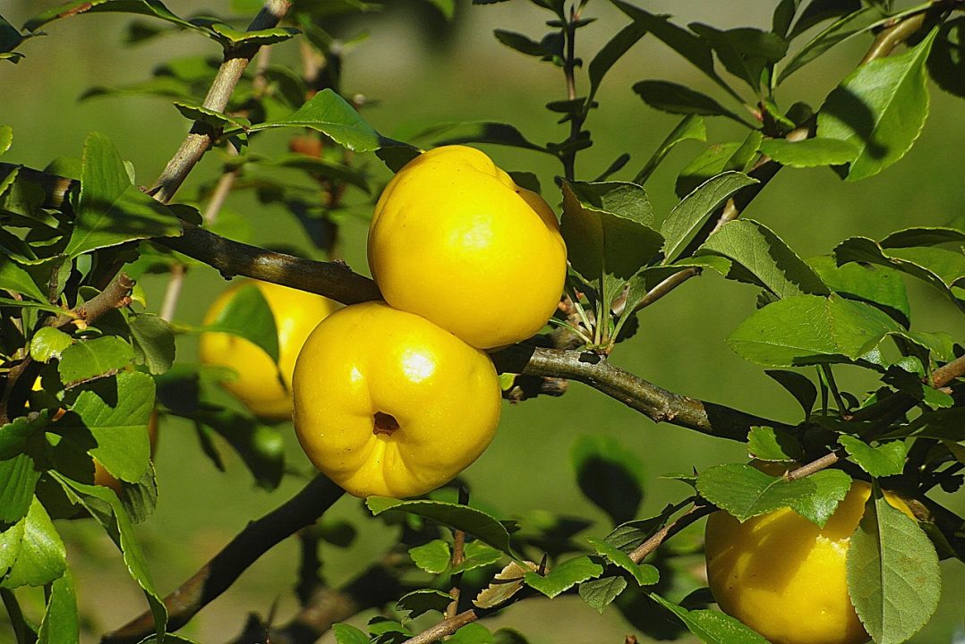 Best Fruit Trees to Grow in Northeast Florida: Top Picks for Thriving Gardens