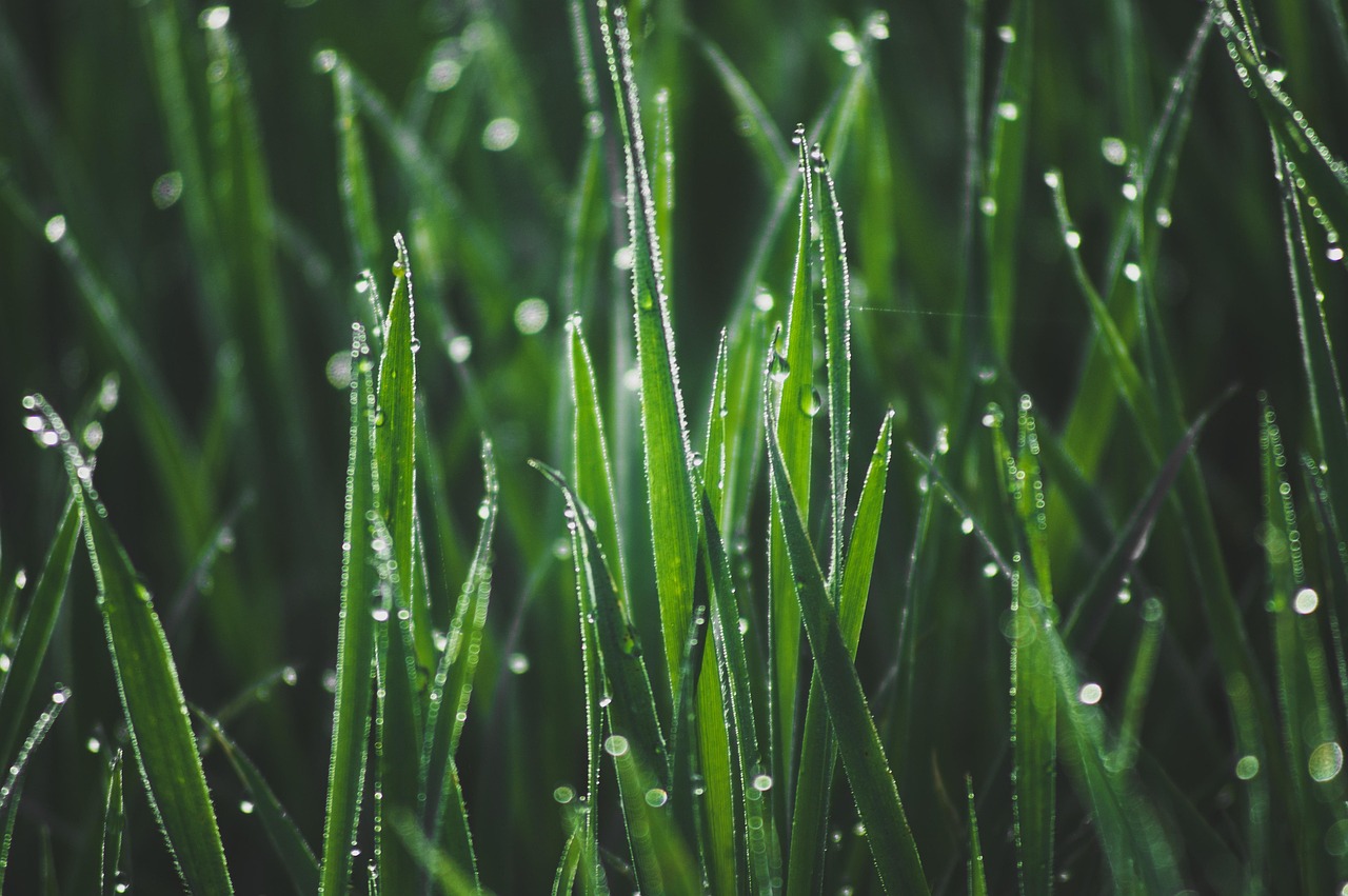 grass, dew, morning dew, morning, dawn, in grass, nature, meadow, grass, dew, dew, dew, dew, dew, morning dew, morning dew, morning, morning, morning