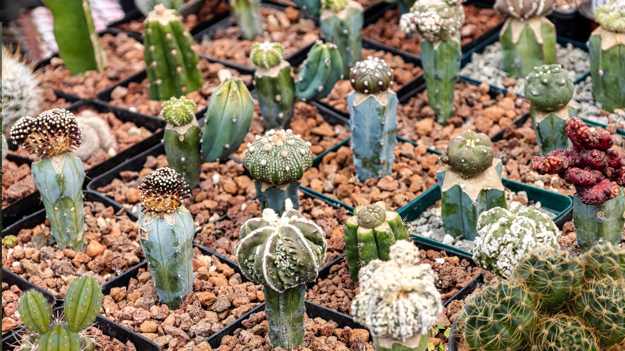 Cactus Plant Care Outdoors Florida