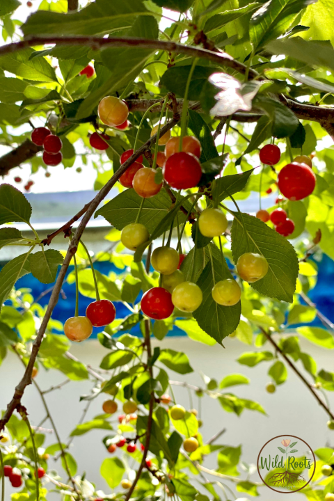 Best Fruits to Grow in North Florida
