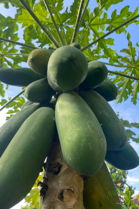 Best Fruit Trees to Grow in Jacksonville Florida