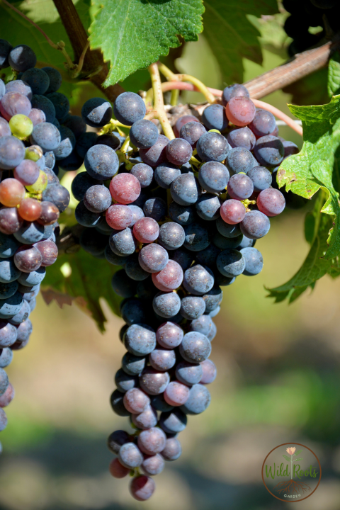 Best Grape to Grow in Florida Seeds