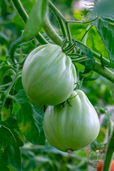 Best Fruits And Veggiess to Grow in Florida