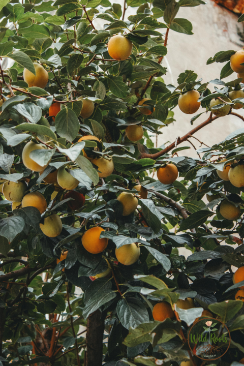 Best Fruit Trees to Grow in Northeast Florida: Top Picks for Thriving Gardens 2 Top Fruit Trees for Northeast Florida