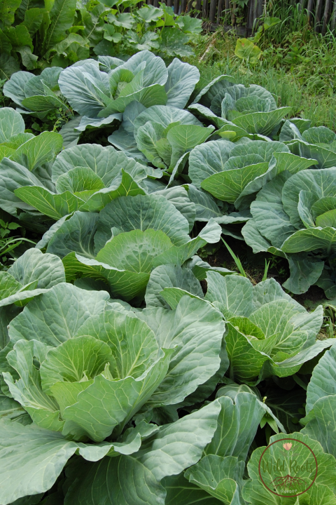 Best Fruits And Vegetables to Grow in Central Florida: Ultimate Guide 2 Vegetables to Grow