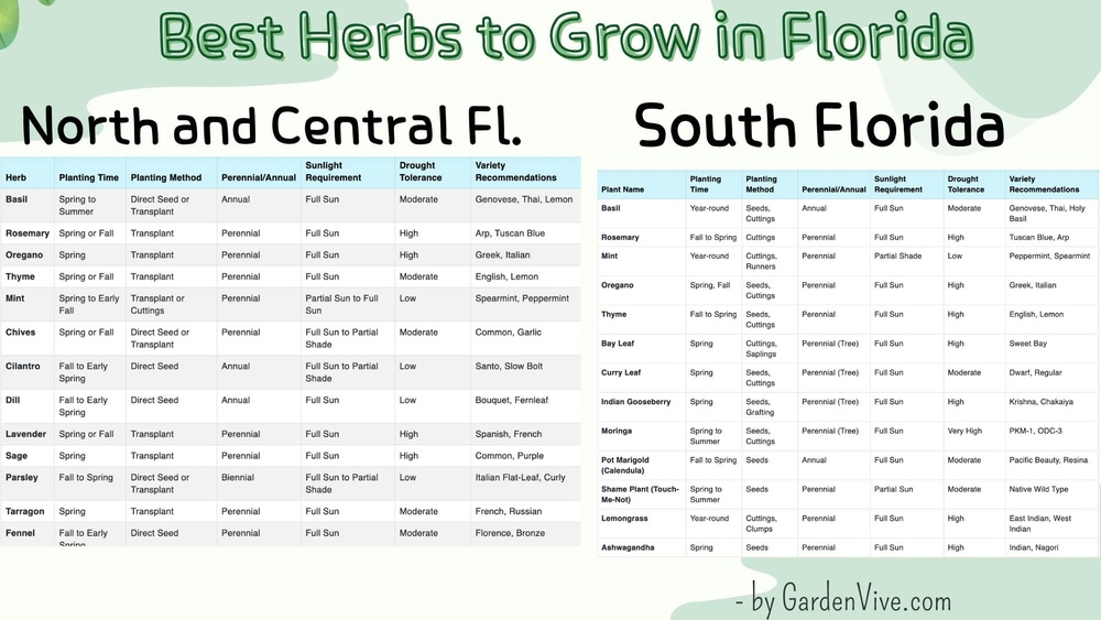 Best Full Sun Herbs to Grow in Florida: Ultimate Heat-Tolerant Picks