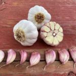 best gourmet garlic to grow in florida