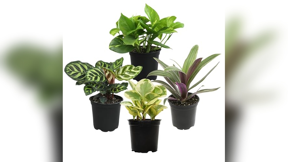 best low maintenance house plants