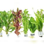 best plants for freshwater tank